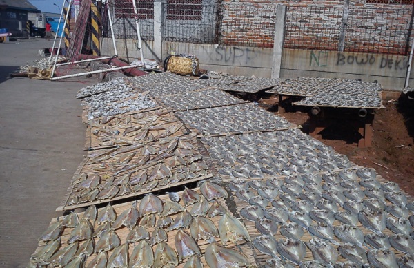 Mahasiswa PNP Ciptakan Alat Pengering Ikan Asin Terprogram